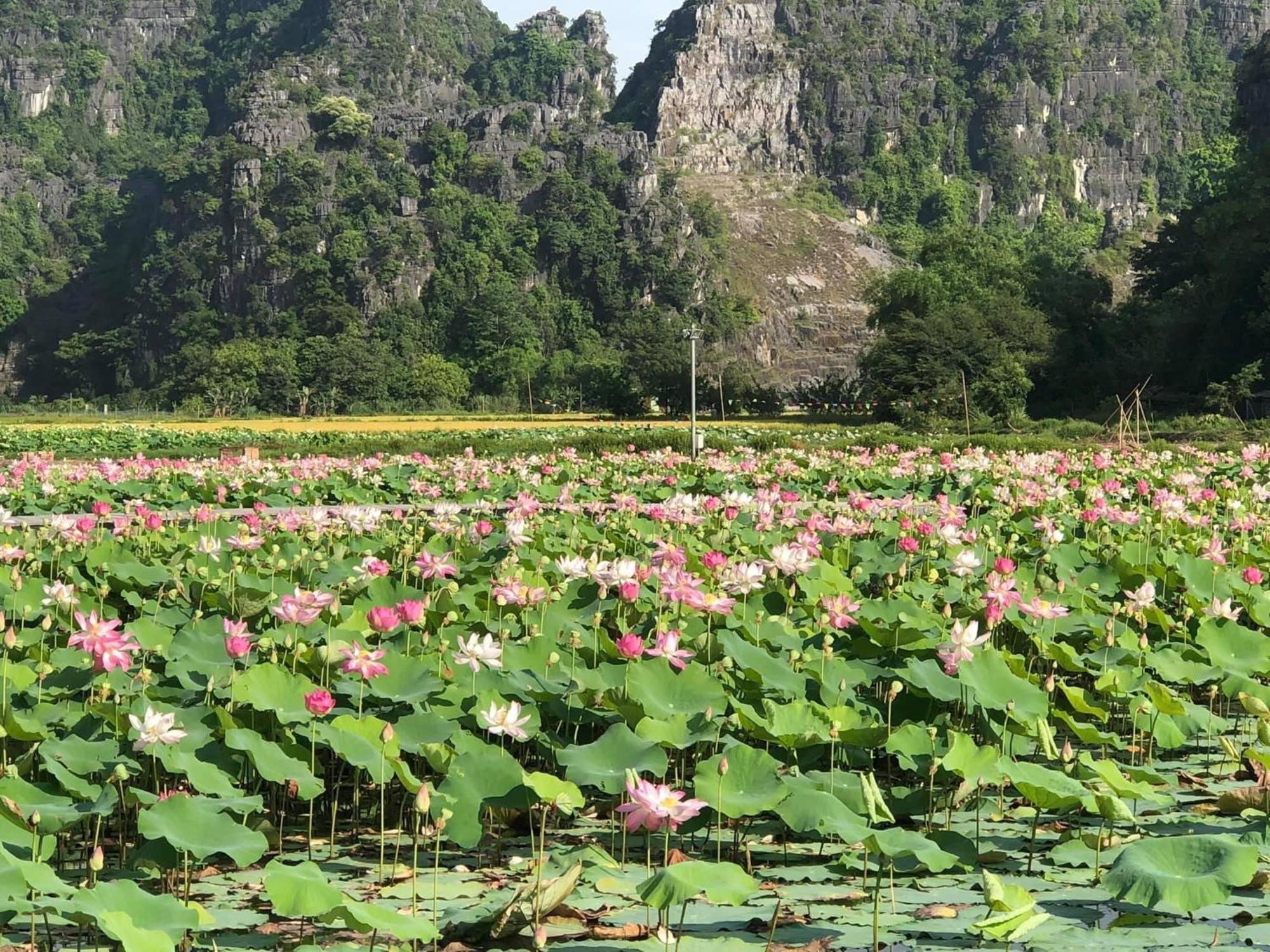 Thành Homestay Ninh Bình Extérieur photo